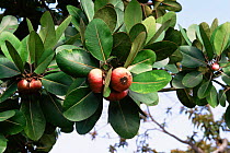 Fruits of {Clusia sp} tree, Venezuela