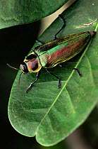 Jewel beetle {Euchromia gigantea} Atlantic rainforest, Sao Paulo, Brazil