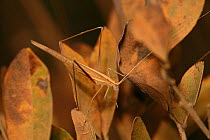 Katydid {Phaneroptera sp} camouflaged on leaves, Eams NP, Brazil