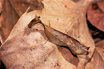 Preying mantis mimics dead leaf {Acanthops falcataria} Atlantic rainforest, Brazil