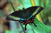 Maack's swallowtail butterfly {Papilio maackii} Asia