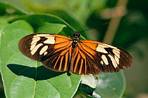 Butterfly {Heliconius erato amazona} Serra dos Carajas, Brazil