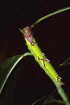 Morpho butterfly caterpillar {Morpho anaxibia} Brazil
