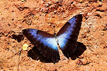 Morpho butterfly {Morpho hecuba cisseis} Amazonia, Brazil
