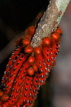 Gregarious caterpillars of Morpho butterfly {Morpho hercules} Brazil