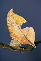 Leaf wing butterfly {Zaretis itys} mimics dead leaf, Brazil