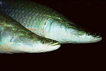Giant arapaima / Pirarucu fish {Arapaima gigas} Amazonia, Brazil