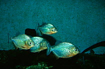 Piranha fish {Serrasalmus sp} Mamirau ecol stn, Amazonas, Brazil