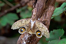 Peanuthead lantern bug spreads wings to show warning eyes {Fulgora lanternaria} Brazil