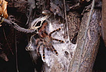 Tarantula spider on web {Theraphosidae} Amazonia, Brazil