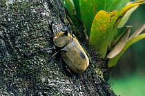 Rhinoceros beetle {Megasoma elephas} Atlantic rainforest, Brazil