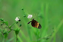{Heliconius sp} butterfly feeding on {Eupatorium sp} flower, Brazil