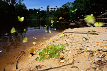 Swarm of {Pieris} butterflies beside Cauaburi river, Amazonia, Brazil