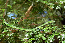 Northern green bush snake {Philothamnus irregularis} Watamu, Kenya