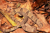 Jararaca snake {Bothrops jararaca} Brazil