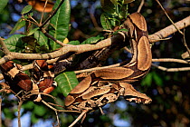 Boa constrictor in tree {Constrictor constrictor} Amazonas, Brazil