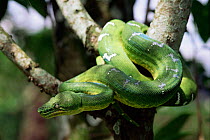 Emerald tree boa {Corallus canina} flooded forest, Amazonas, Brazil