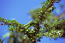 Eastern green mamba {Dendroaspis angusticeps} Arabuko-Sokoke forest, Kenya