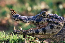 Spectacled caiman {Caiman crocodilus} with Butterfly {Dryadula phaetusa}