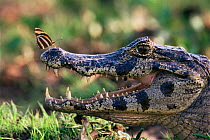 Spectacled caiman {Caiman crocodilus} with Butterfly {Dryadula phaetusa} sucking