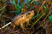 Roccoco / Giant toad {Bufo paracnemis} NE Brazil