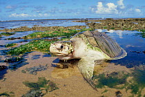 Olive ridley turtle coming out of the sea {Lepidochelys olivacea} Bahia state, Brazil