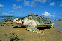 Olive ridley turtle coming out of the sea {Lepidochelys olivacea} Bahia state, Brazil