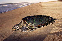 Hawksbill turtle returning to sea {Eretmochelys imbricata} Espirito Santo, Brazil