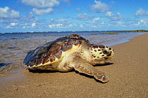 Loggerhead turtle emerging from sea {Caretta caretta} Bahia, Brazil