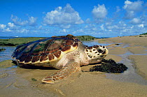 Loggerhead turtle emerging from sea {Caretta caretta} Bahia, Brazil