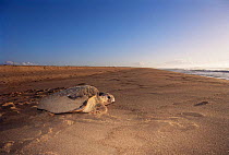 Loggerhead turtle returning to the sea {Caretta caretta} Espirito Santo, Brazil
