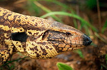 Golden tegu lizard, Emas NP, Brazil {Tupinambis teguixin / nigropunctatus}