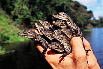Handful of baby Spectacled caiman {Caiman crocodilus} Amazonas, Brazil