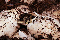 Black caiman hatching {Caiman niger} Mamiraua reserve, Amazonas, Brazil