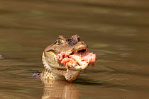 Spectacled caiman with mouth full of raw meat {Caiman crocodilus} Llanos, Venezuela