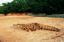 Spectacled caiman beside river {Caiman crocodilus} Llanos, Venezuela