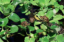 Baby Black caiman {Caiman niger} Mamiraua reserve, Amazonas, Brazil