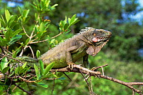Common iguana {Iguana iguana} Llanos, Venezuela