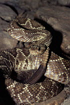 Tropical rattlesnake ready to strike {Crotalus durissus} Brazil