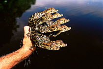 Handful of baby Black caiman {Caiman niger} Mamiraua reserve, Amazonas, Brazil