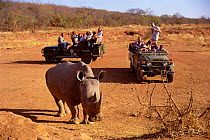 Tourists watch a White rhinoceros {Ceratotherium simum} Lapala WR, S Africa