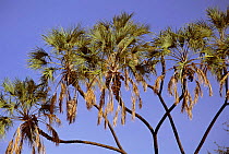 Doum palm tree {Hyphaene coriacea} Buffalo spring NR, Kenya