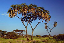 Doum palm tree {Hyphaene coriacea} Buffalo spring NR, Kenya