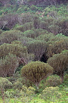Candelabra trees {Euphorbia candelabrum} Lake Nakuru NP, Kenya