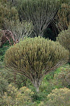 Candelabra trees {Euphorbia candelabrum} Lake Nakuru NP, Kenya