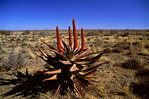 Aloe {Aloe ferox} Cape Province, South Africa