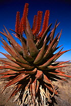 Aloe {Aloe ferox} Cape Province, South Africa