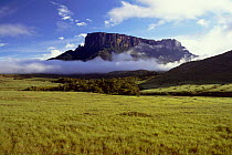 Mount Kukenan, Canaima NP, Bolivar, Venezuela - table top / flat mountain