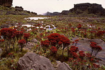 Vegetation in bogs on the summit of Mt Roraima - flat topped mountain / tepui, Bolivar, Venezuela