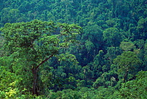 Upland or Terra firme of the Amazon rainforest, Serra dos Carajas, Para, N Brazil